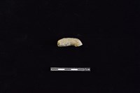 藏品(陶把)的圖片